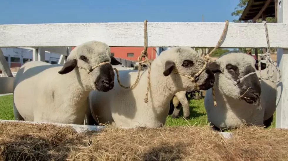 💪🐑Paraguay apuesta por Hampshire Down para potenciar la producción y exportación de carne ovina
📍Paraguay cuenta con un hato de entre 335.000 y 480.000 animales, distribuidos en 26.000 establecimientos
📍Uno de los principales problemas que enfrenta el sector es el déficit de