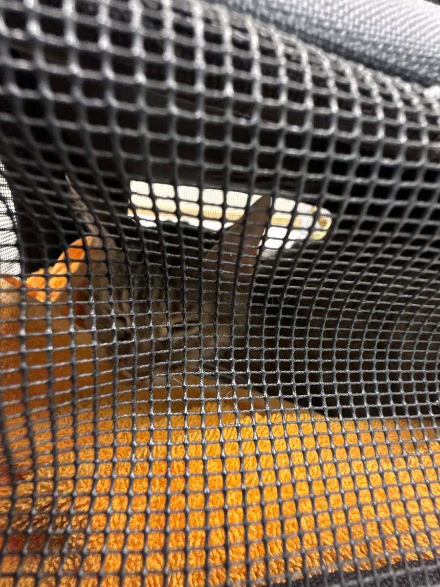 I really hate to make this kind of post, but I’m at a complete loss on what to do right now. Latte was in the ER all night and things still aren’t looking good. She has a possible blockage in her gi tract, but we aren’t sure yet.