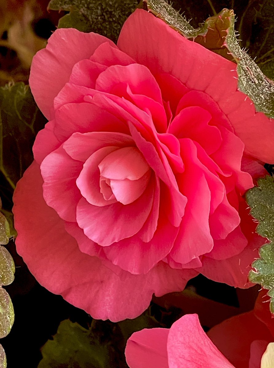 Happy Monday &amp; have a great week! 🩷♥️🙋🏻‍♀️ #flowers #MagentaMonday #begonia #GardeningX #mygarden #GardeningTwitter #garden #gardening #flowerpower #flowerphotography #FlowersOnX #flowerlove #flowerpictures #flowersonmonday