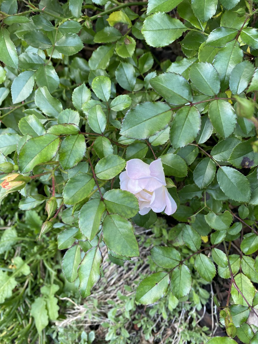 Sonia Zuccaro tweet media