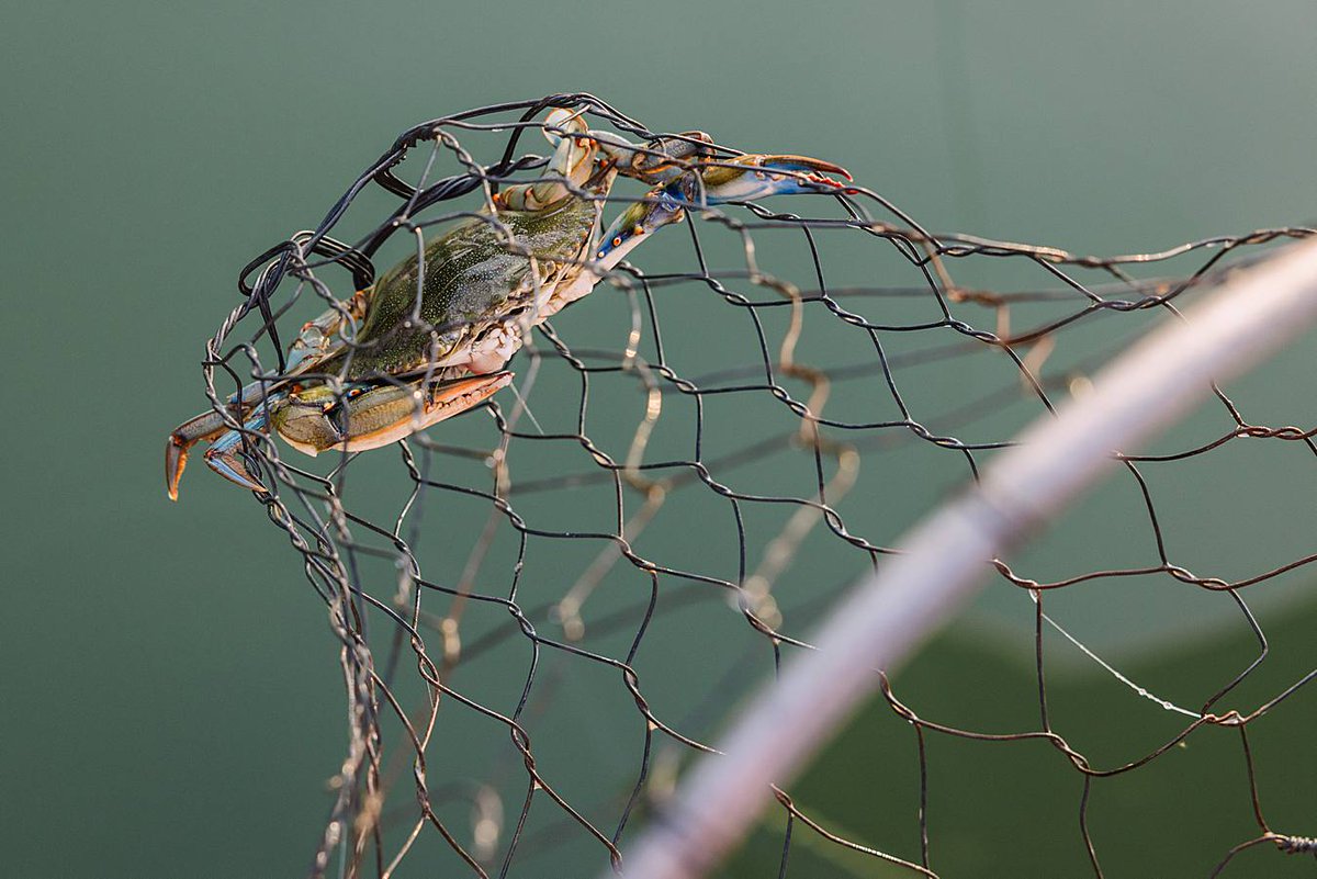 Crabbing with the Picotte family was so much fun to document! #laurasfocusphotography #familyphotography #familyphotographer #stmichaelsmaryland #easternshoremarylandfamilyphotography #easternshoremarylandfamilyphotographer #stmichaels #stmichaelsfamilyphotography