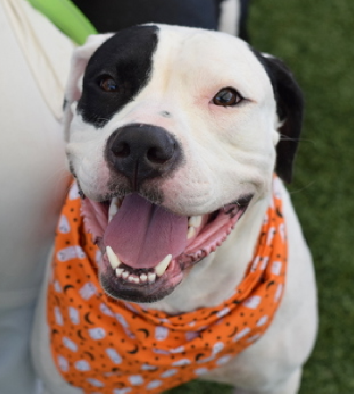 Gone are the photos of Cali scared at #NYCACC 
Her #GlowUp 

Cali has expectations ACC can not fulfill 
She wants love, security, playtime &amp; naps next to her human 

Will you help Cali?