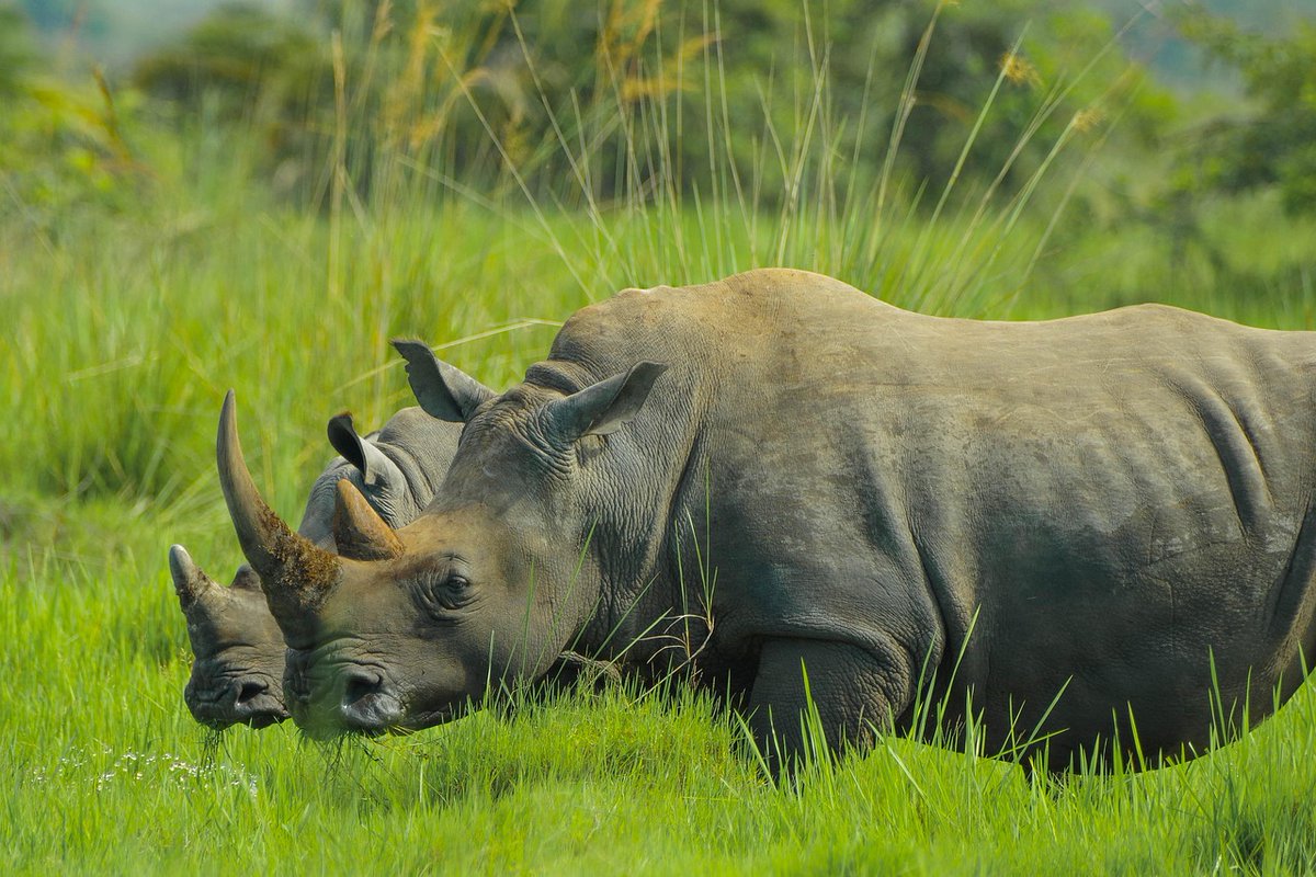Happy #World_Rhino_Day! Think you know #Rhinos? 🦏💭Here are 5 wild facts that may surprise you:
1️⃣ There are 5 species of rhino
2️⃣ They can weigh over 3 tonnes
3️⃣ Black &amp; white rhinos? Both are grey
4️⃣ Their horns = compressed hair (like our nails!)
5️⃣ Mud bath fans 🛁🐾