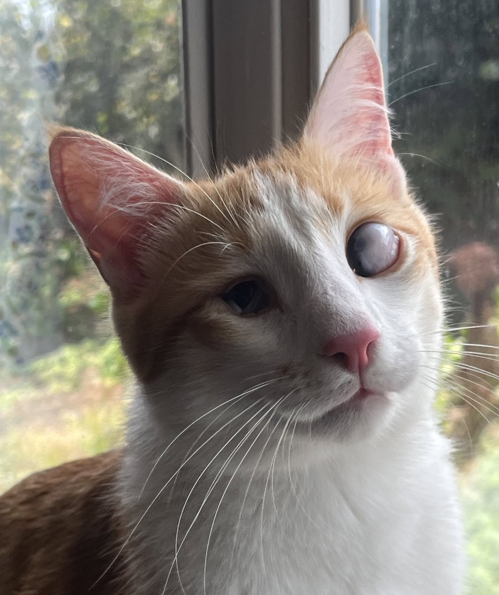 بچه ها جون ميدونيد كه لقمه ديگه مونده ور دل من و ديگه مطمئنم تقريبا كسى براش پيدا نميشه اما خودم قربونشم ميرم🥹🥰
به زودى يه سرى كارهاى پزشكى داره، مثل كشيدن چندتا دندون خراب و…
كسى دوست داره تو هزينش باهام شريك شه؟🙏🏻