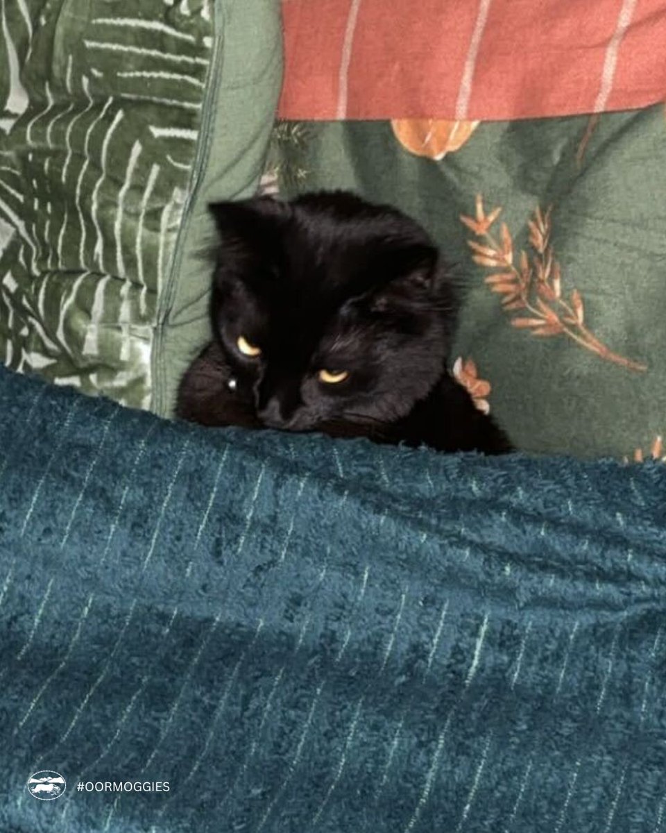 LuathPress's tweet image. 🐾✨ We are having a bit of fun here at Luath Press by showcasing our beloved wee moggies.
Meet Ziggy (as in Mr. Starrdust himself). Ziggy is a moggie who meows too much. Often found yelling at all hours of the day and munching on books (much to his owner's dismay).
#OorMoggies