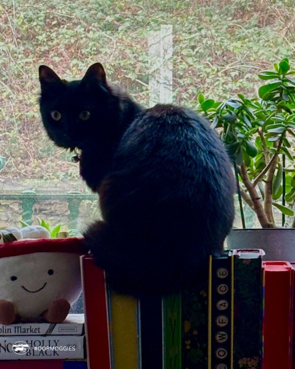 LuathPress's tweet image. 🐾✨ We are having a bit of fun here at Luath Press by showcasing our beloved wee moggies.
Meet Ziggy (as in Mr. Starrdust himself). Ziggy is a moggie who meows too much. Often found yelling at all hours of the day and munching on books (much to his owner's dismay).
#OorMoggies