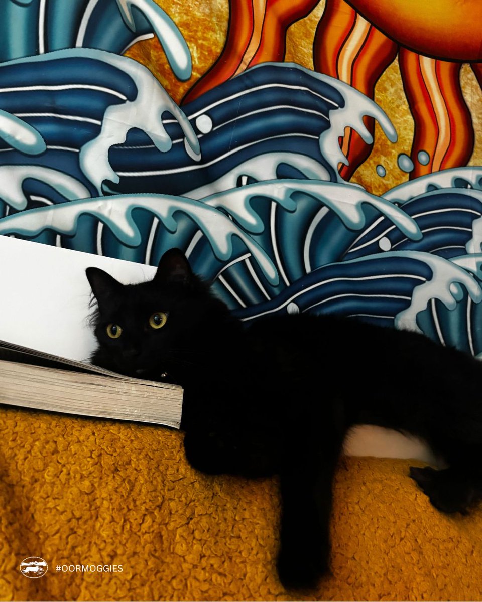 LuathPress's tweet image. 🐾✨ We are having a bit of fun here at Luath Press by showcasing our beloved wee moggies.
Meet Ziggy (as in Mr. Starrdust himself). Ziggy is a moggie who meows too much. Often found yelling at all hours of the day and munching on books (much to his owner's dismay).
#OorMoggies