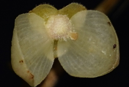 Phytotaxa's tweet photo. Pseuduvaria livingstoneana (#Miliuseae: #Malmeoideae: #Annonaceae): a #newspecies from the Andaman and Nicobar Islands
#taxonomy
https://t.co/jSNNMPLJ8J https://t.co/ooneF0Mdx7