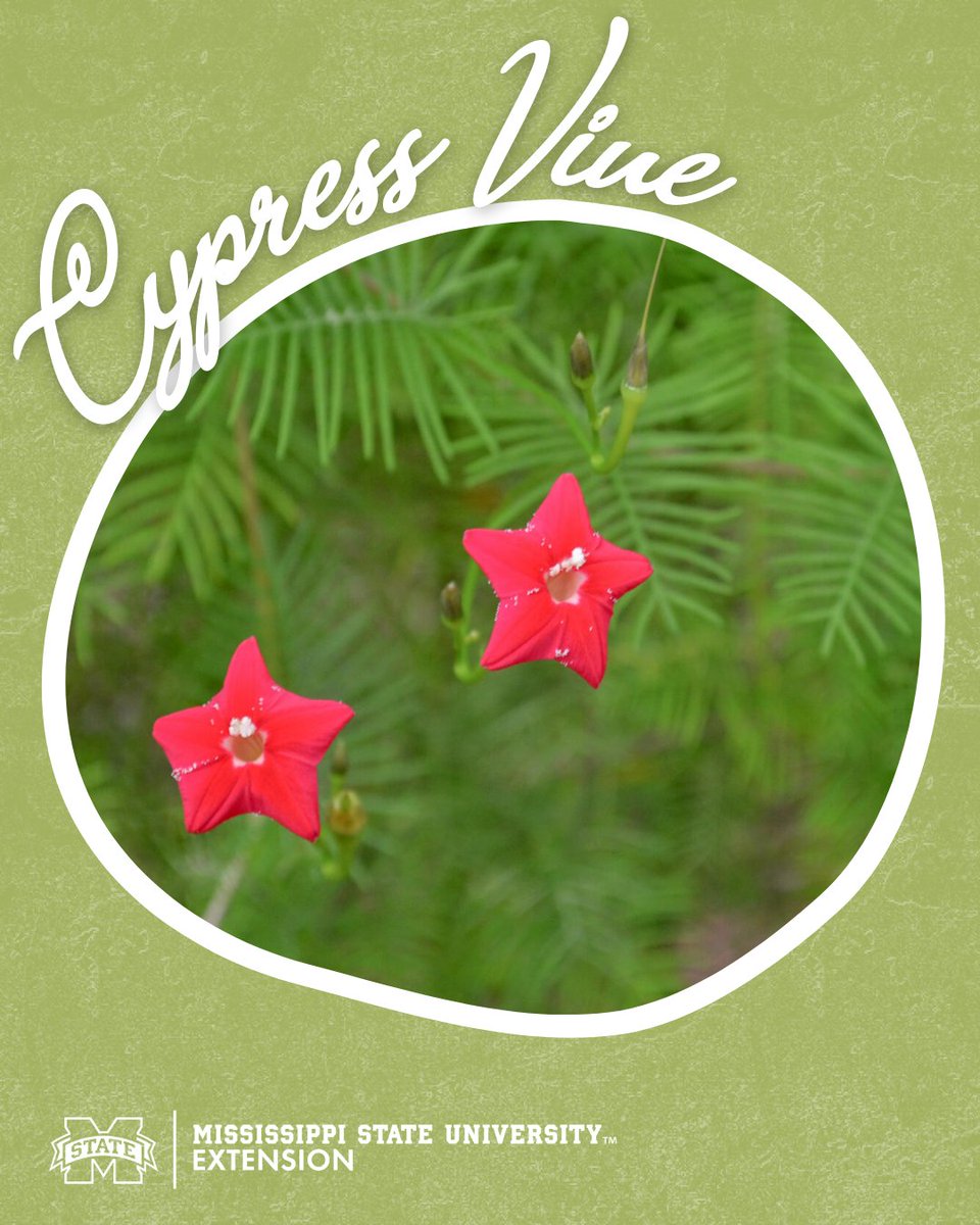 Discover the beauty of cypress vine!  Its delicate leaves and vibrant flowers attract pollinators, making it a must-have for your garden. 🌺 

#GrowWithExtension #MSUext