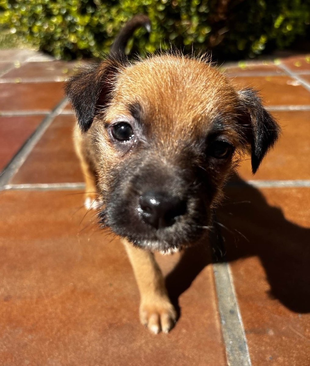 Taponto App tweet media