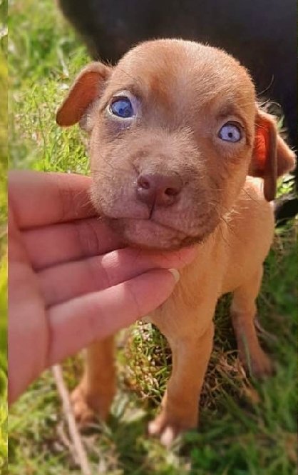 Taponto App tweet media