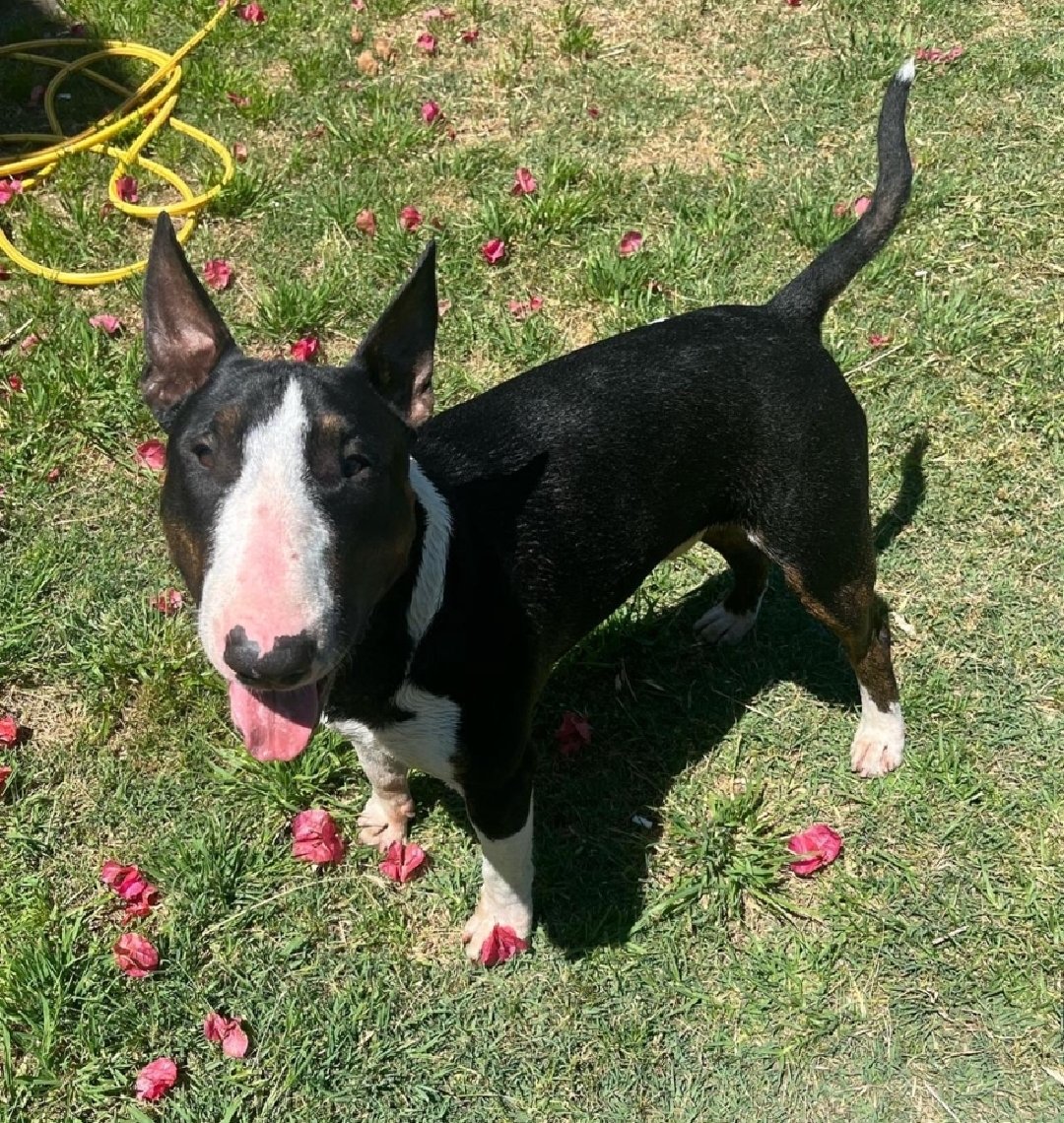 Taponto App tweet media