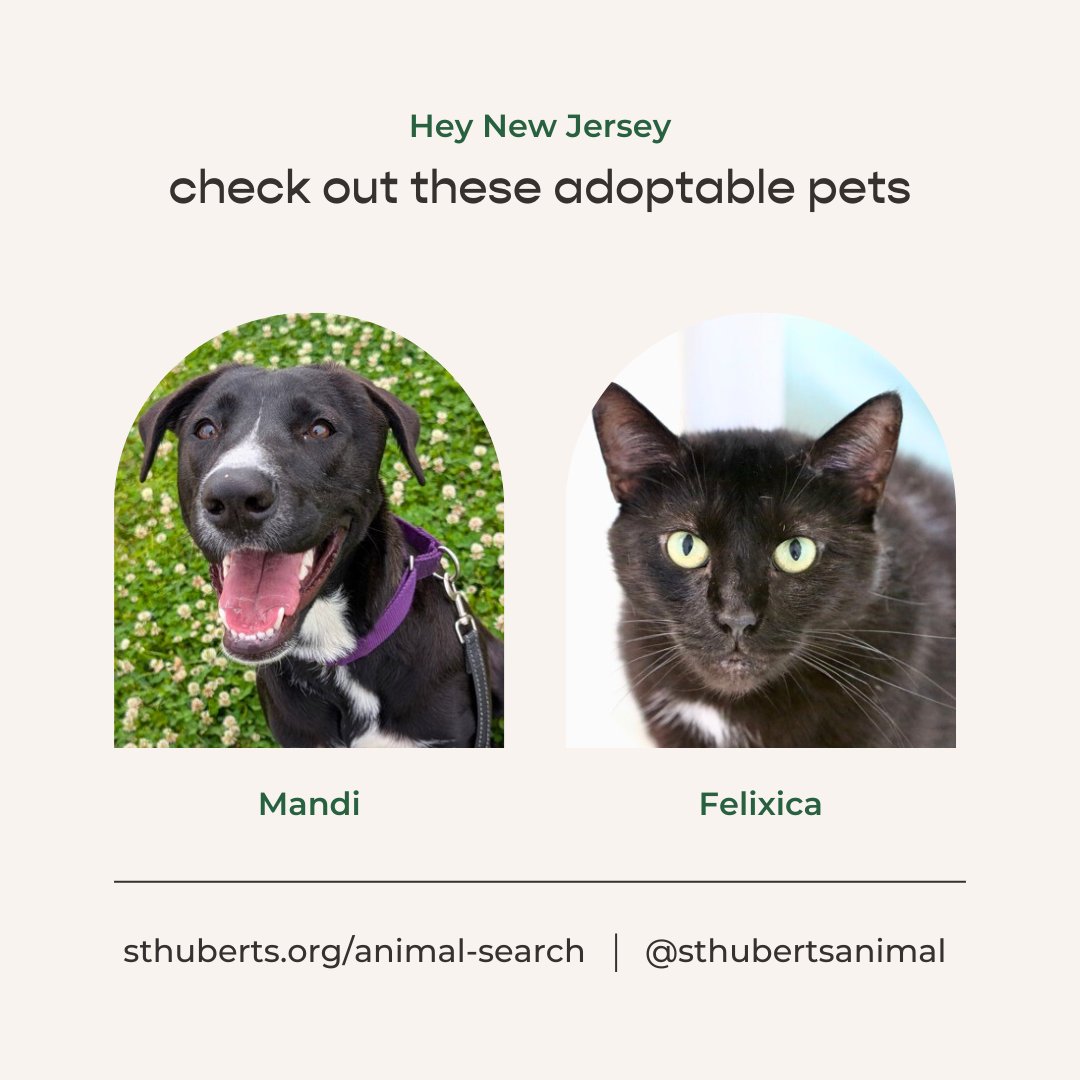 We’re excited to introduce this month's adoptable pets from <a href="/sthubertsanimal/">St. Hubert's Animal Welfare Center</a>! Meet Mandi, a playful pup who loves fetch, and Felixica, a graceful lady who adores snuggles. They're both ready to be your new best friend. Learn more at sthuberts.org. 💚

#adoptapet