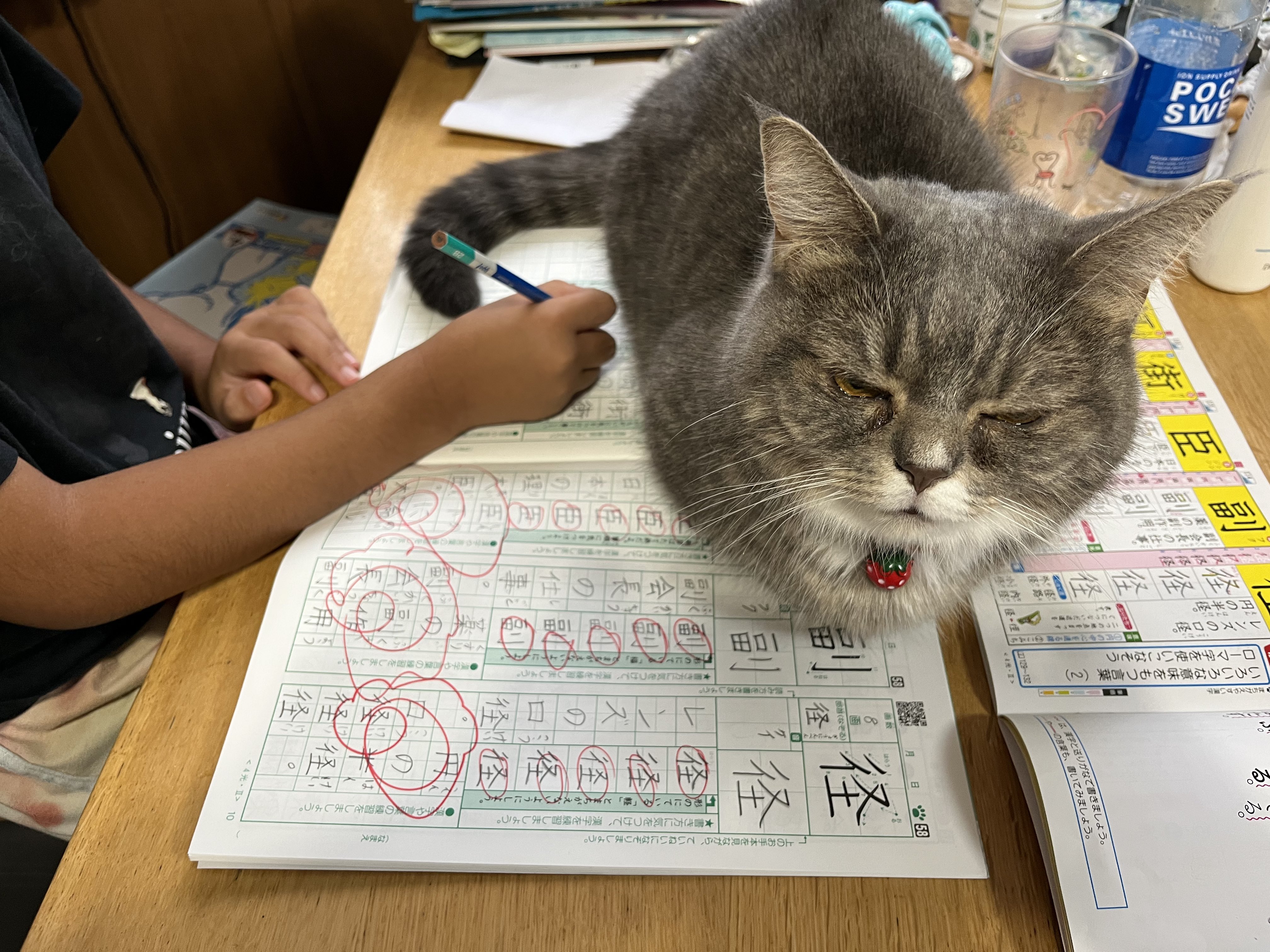 猫ボトルの香水 猫ボトルの香水 - メルカリ