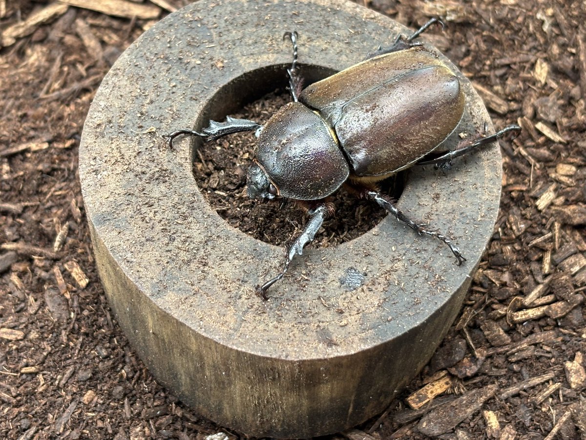 kabutomushicoke's tweet image. おはようございます、アスカです。

「カブトムシ、引き取ってもらえますか？」

そんな声が、毎年のように届きます。

ここ、カブトムシReユース里親牧場では、
「飼育に困ってしまった」
「そろそろ卒業させたい」
「思ったより増えすぎてしまった」…