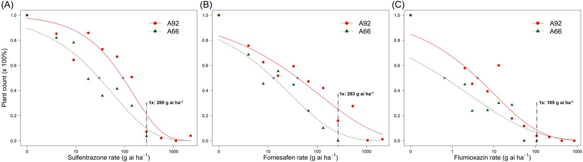 Rodrigo Werle (@wiscweeds) on Twitter photo 🚨 New research from the #WiscWeeds lab!
We confirmed the first Wisconsin case of #waterhemp resistance to PPO-inhibiting herbicides (Group 14) applied preemergence.
👉 Waterhemp accession A92 from Dodge County, WI showed reduced sensitivity to sulfentrazone and fomesafen 🚨 New research from the #WiscWeeds lab!
We confirmed the first Wisconsin case of #waterhemp resistance to PPO-inhibiting herbicides (Group 14) applied preemergence.
👉 Waterhemp accession A92 from Dodge County, WI showed reduced sensitivity to sulfentrazone and fomesafen