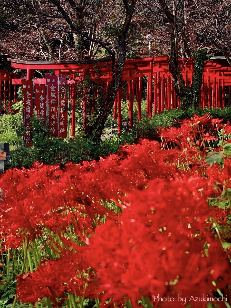 彼岸花と鳥居が織りなす紅色の世界