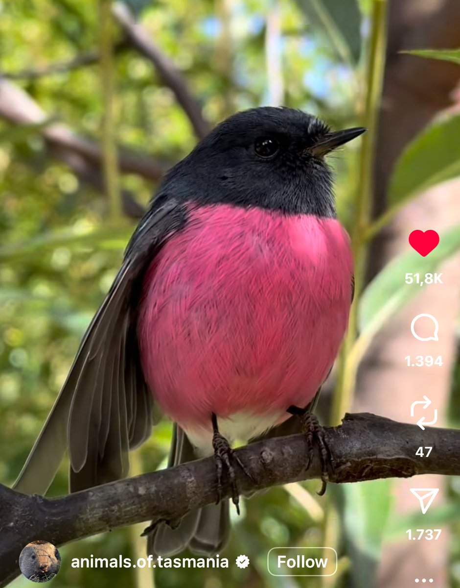 Imagine being a bird and your belly is pink. Doesn’t get any better than that