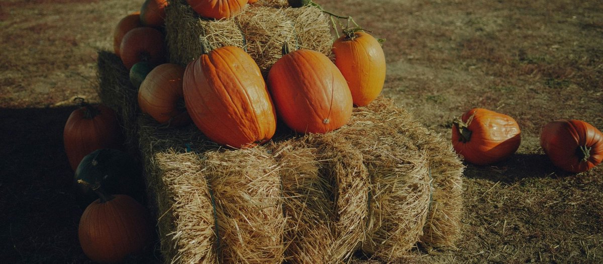 WineteerKC's tweet image. As the weather cools and leaves begin to change around Kansas City, your front porch becomes the first impression of your home’s fall charm. Here are the top 0 1ways to create a warm and inviting entrance this fall.
wineteerconstruction.com/top-10-ways-to…

#FallDecor #FrontPorchDecor #fallvibes