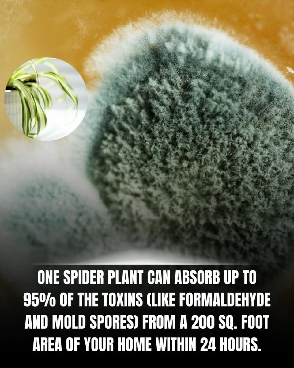 Spider plants are incredible air purifiers and help clean your air by absorbing harmful toxins like formaldehyde, xylene, benzene and carbon monoxide.

They do this through a process called phytoremediation, where they absorb pollutants through their leaves and roots and convert