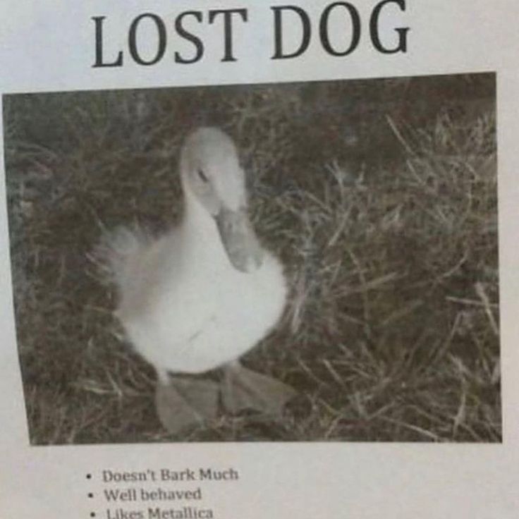 I lost my Dog