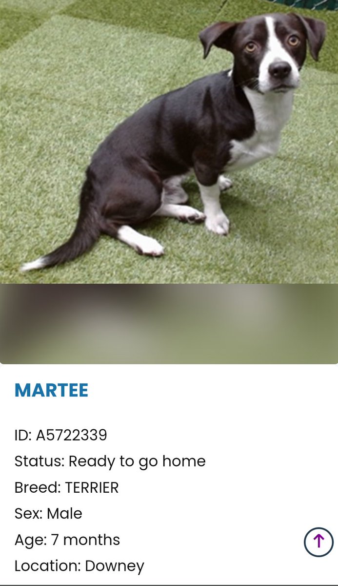🆘🐾🆘 MARTEE is on the 💀 list at Downey #California ACC 😱 Weighs 15.5 lbs now, so maybe 25 full grown. See his notes in comments. The shelter is 60 dogs over capacity today!😥 
#A5722339