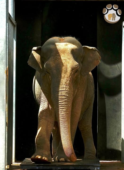 Delhi et Gandhi sont toujours amies
elephanthaven.com/fr/actualites/…