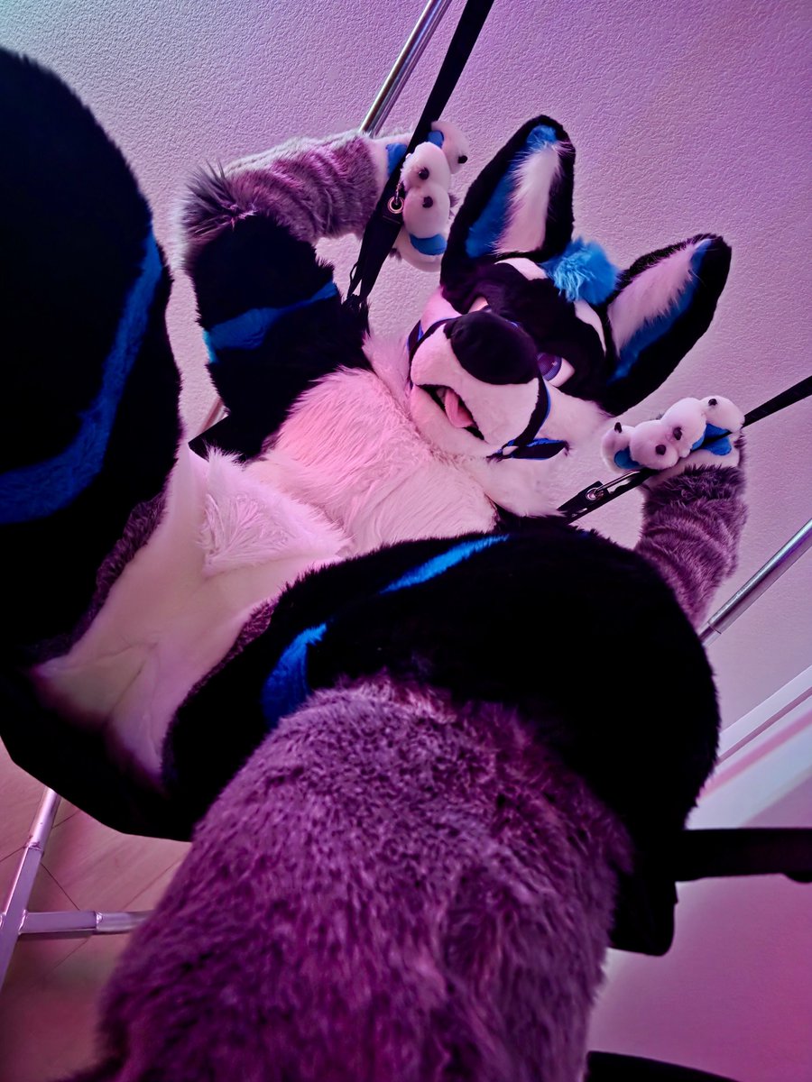 AtomtheWolf's tweet photo. POV: you caught the wolf in his favorite position

📸: @DistortionDisty https://t.co/EwUTh7ZiJQ