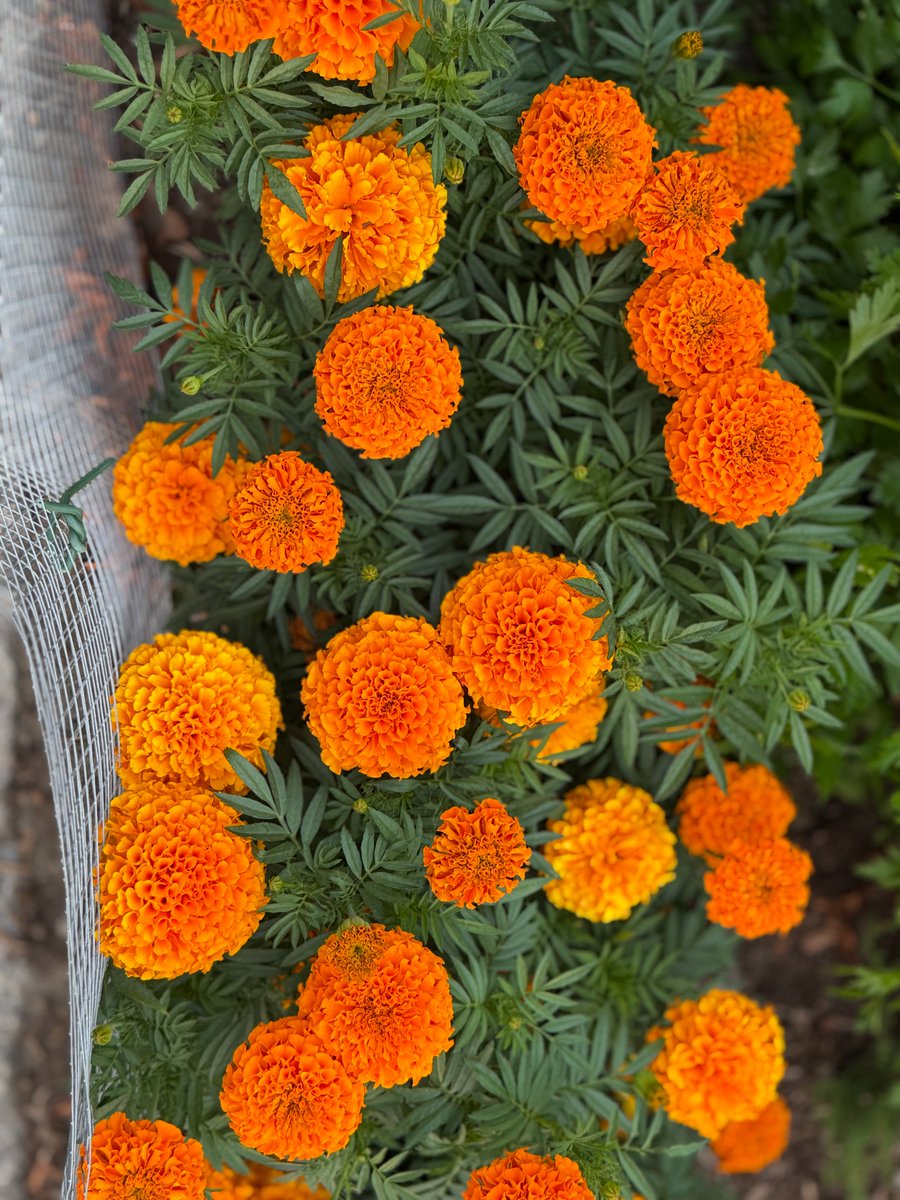 Ronnie Bell tweet media