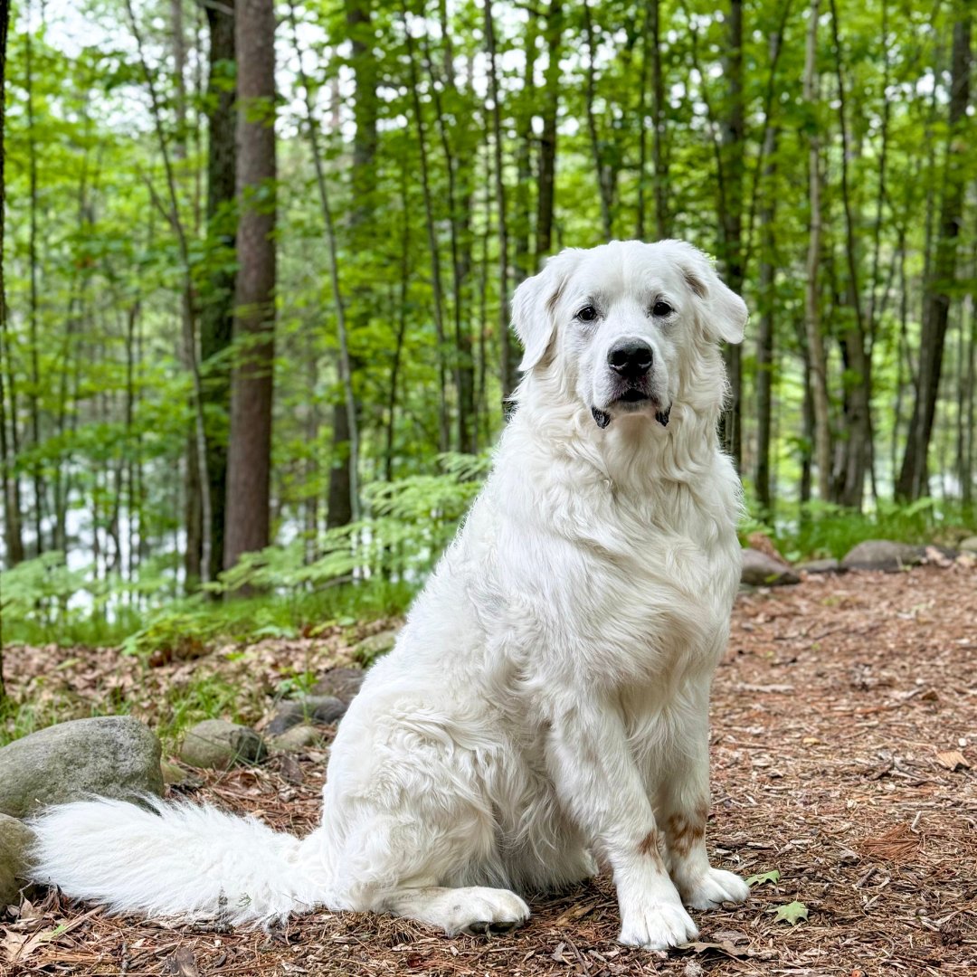 Living Dappled tweet media