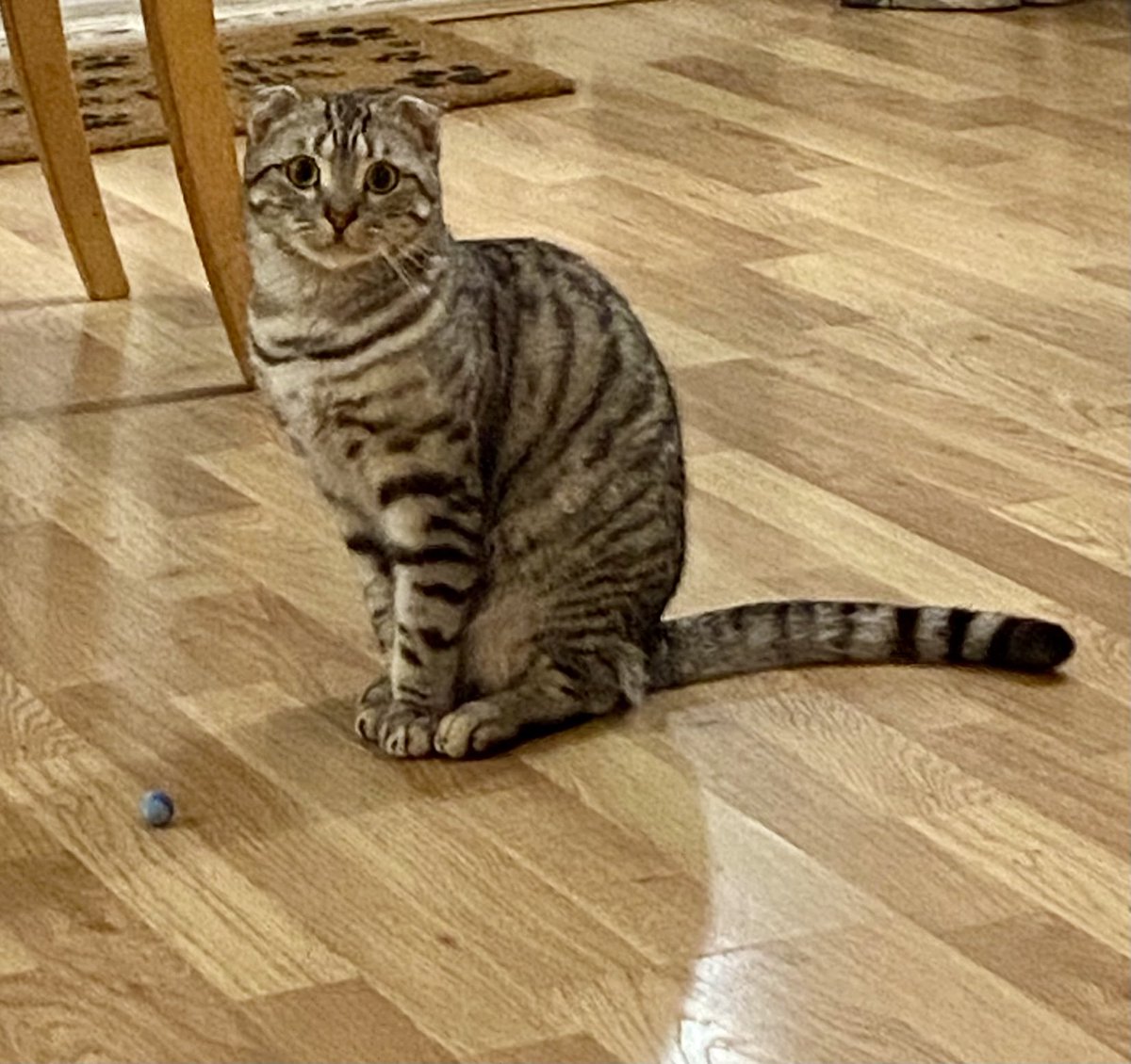 MinotJason's tweet photo. This is mine bowncy ball!! Happy Monday friends have a beautiful day!! 
🐾❤️~Nala~❤️🐾 #CatsOfTwitter #MondayCats https://t.co/mbYWi35Ohp