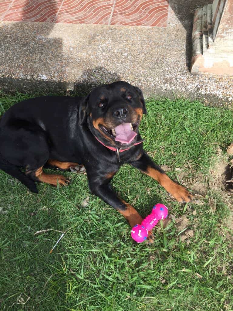 gogetfunding.com/please-help-ar…

My Dog has Bone Cancer and it has spread to her lungs. She only has months to live.  

For information: furaffinity.net/journal/112171… or check the link above.

To anyone who will consider donating or just sharing and spreading the word, thank you so much!