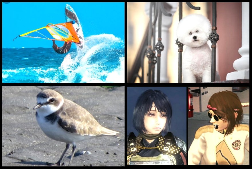 #鎮守府生活｢野生チーム｣
海の鳥達の､意識高い系の判定能力は高く…

さっきまで横でオヤツをつまんでいたのが､堤防に意識高い系の姿が見えた瞬間､姿を消す

そして､奴らが居なくなると…
チドリ|;･∇･)…行っちゃったね

|*・∇・)…じゃ遠慮無く
司令の脇で､わ←わ→

司令≒野生チーム扱い