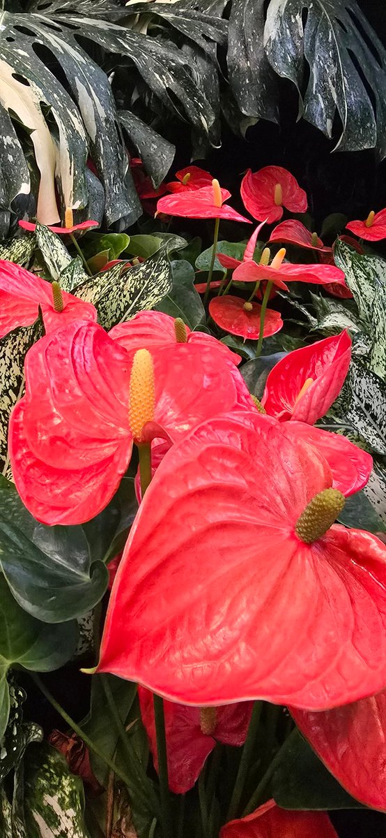 Mudpalli's tweet photo. @eva_joy1 Red Anthuriums!!
#Anthurium
#flowerphotography
#FlowersonX
#Redisbeautiful https://t.co/TzH5IhM8oF