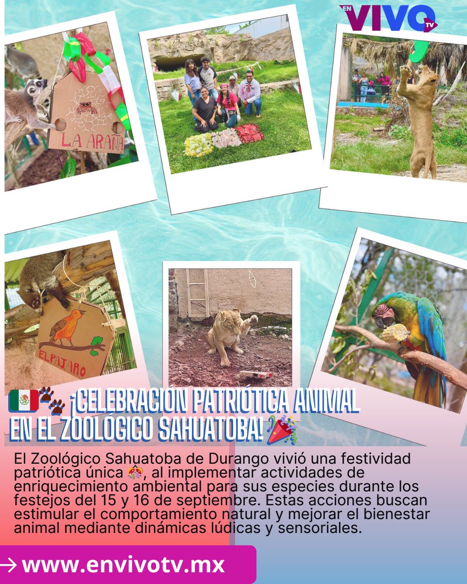 🇲🇽🐾 ¡Celebración Patriótica Animal en el Zoológico Sahuatoba! 🎉
Especies disfrutan enriquecimiento ambiental temático con colores, aromas y dinámicas alusivas a la Independencia de México
