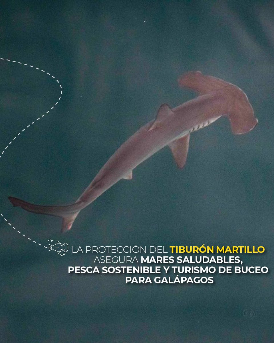Guardaparques fortalecen las acciones de monitoreo de tiburones martillo juveniles

Guardaparques de la Dirección del Parque Nacional Galápagos instalaron marcas acústicas en 10 tiburones martillo juveniles para monitorear sus movimientos en la Reserva Marina de Galápagos durante