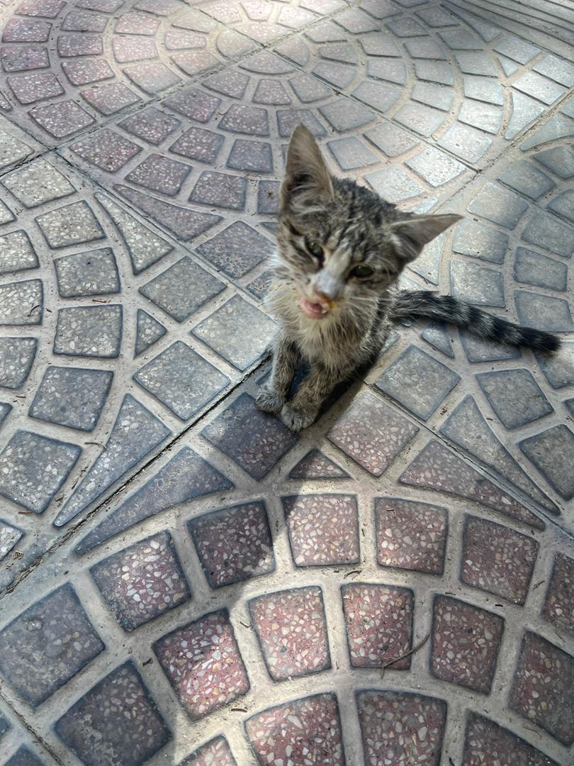 امکان نگه‌داری تا پیدا شدن سرپرست دارید؟
الان دامپزشکی‌ام و کارهای درمان انجام داره میشه و هزینه‌های درمانشو هم خودم میدم موقت هم امکان نگه‌داری باشه خوبه
ممنون میشم ریتوییت کنید