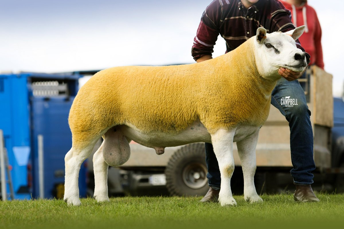 Will Case tweet media