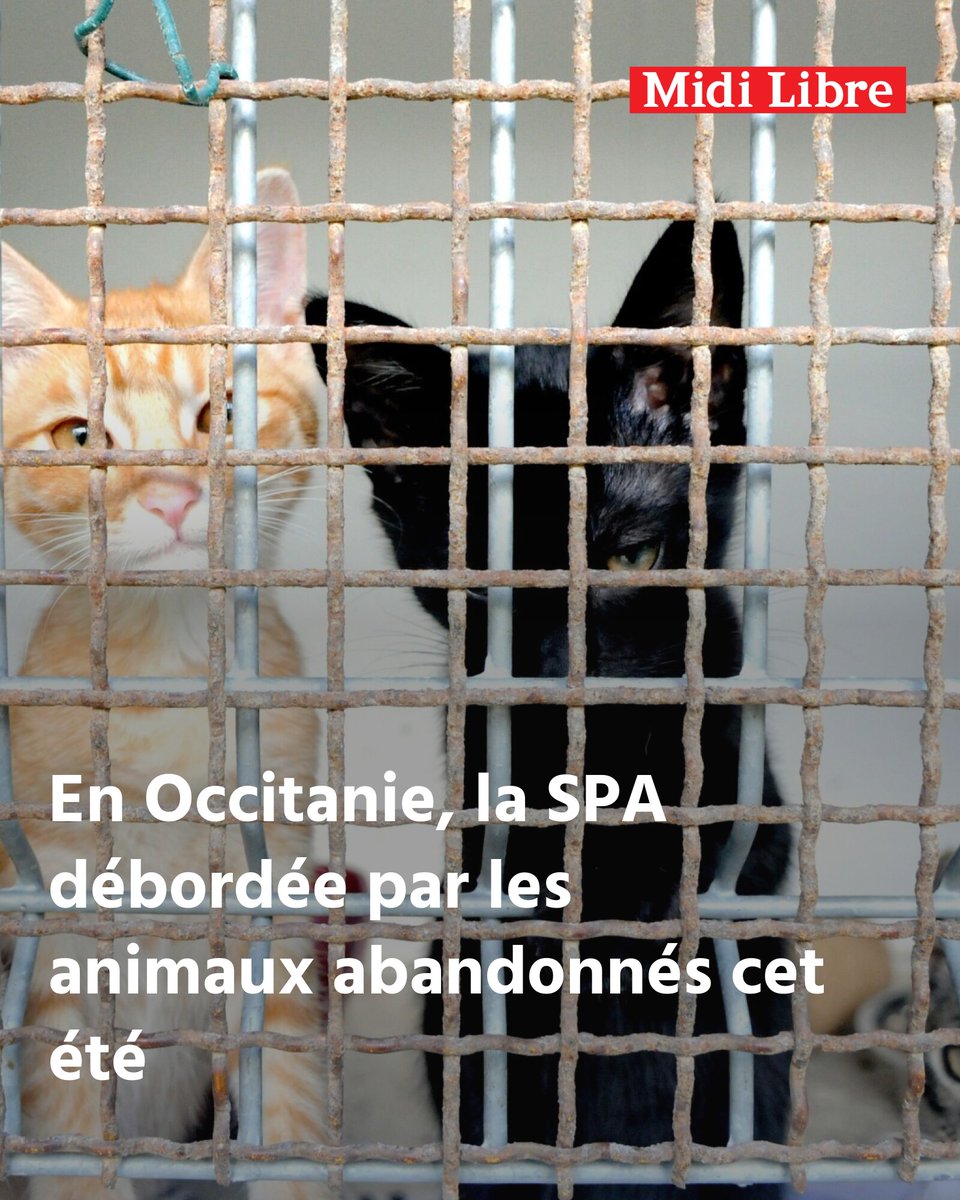 Adoptions en forte baisse, refuges saturés : en Occitanie, la SPA débordée par les animaux abandonnés cet été
➡️ l.midilibre.fr/9oOb