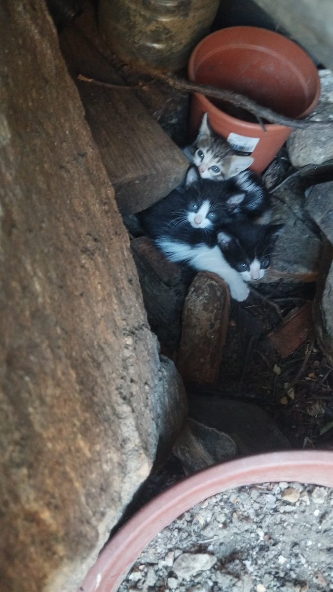 Nos piden ayuda para encontrar familia a estos 4 gatitos nacidos el 29 de julio.

 3 hembras y 1 macho blanquinegro

Agradecemos difusión💗

Si hay alguien interesado que nos mande un mensaje y le daremos el teléfono de la persona responsable.

#adopcion #adopta #gatos