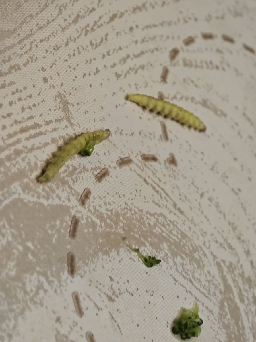 MrJummyb's tweet photo. @marksandspencer tucking into my lovely dinner with my organic broccoli and out popped these lovely two fellas. Shamefully they've been boiled with the broccoli. Care to explain m and s ? I know it's organic but jeez 😂😂 https://t.co/3I3BZp7wHr