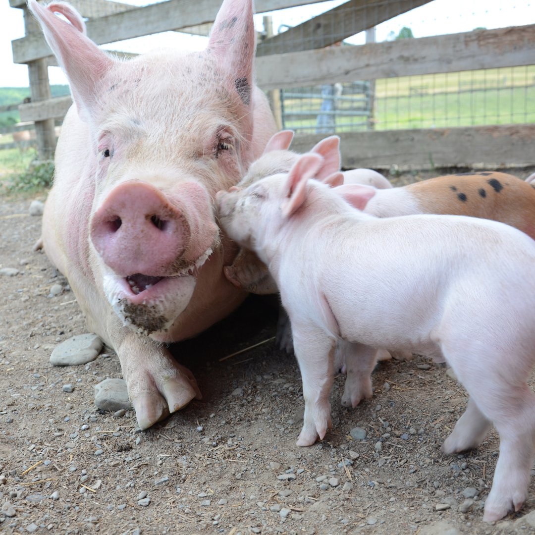 Them: "Why are you vegan?"

Me: Because of them! 💚