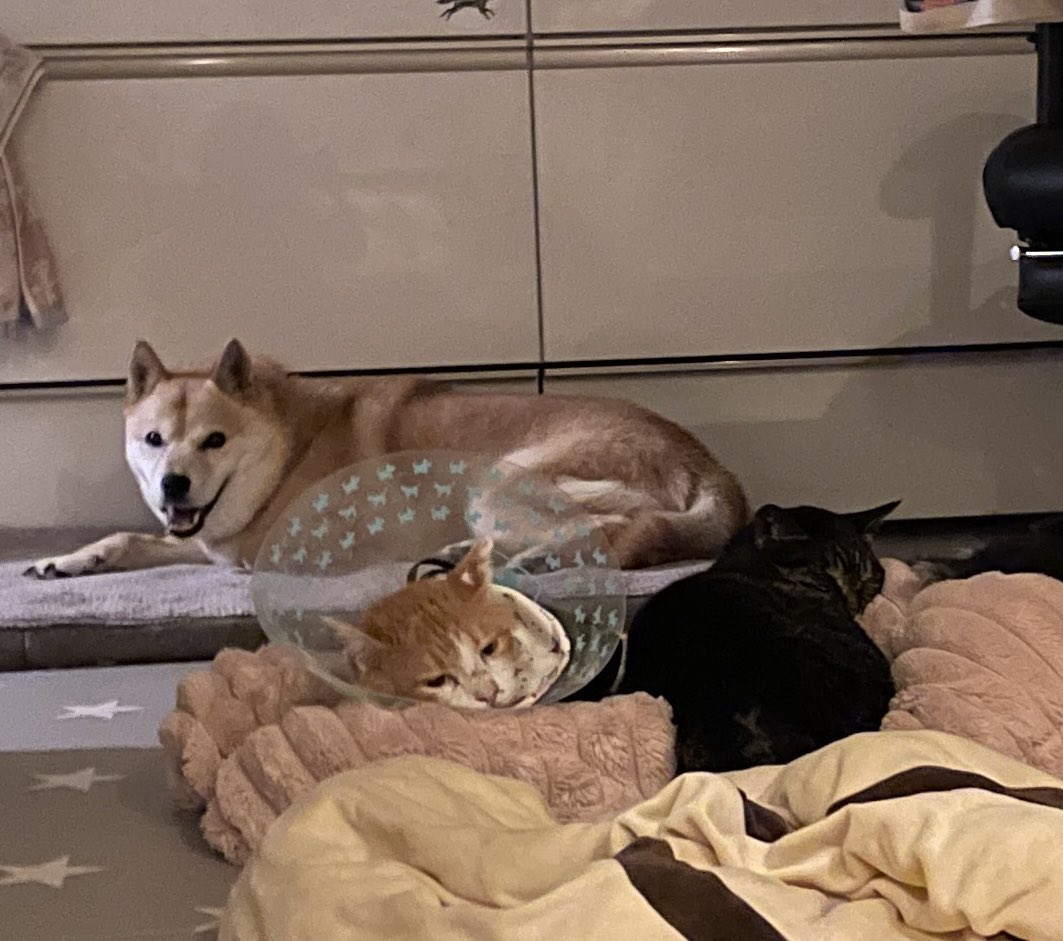 おねっさん on X: 