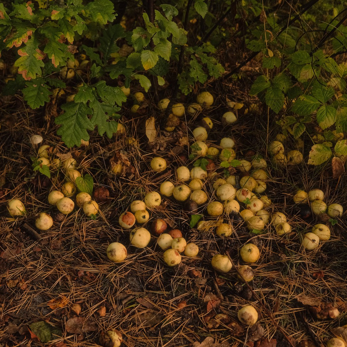 фотограф из Нижнего Новгорода принес вам лесных яблок, запечатленных возле станции 296 км

он вернется на следующей неделе с новыми гостинцами