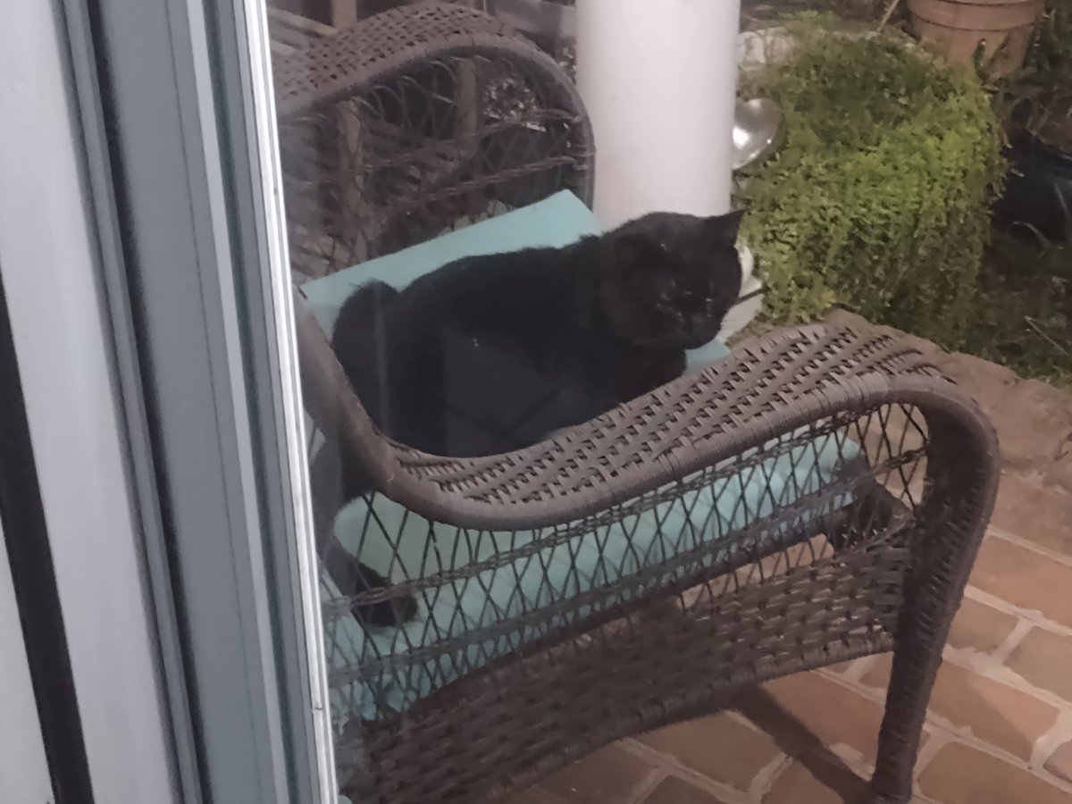 Kit_Raijin's tweet photo. Local cat hangout spot https://t.co/9s9J6ifC4h
