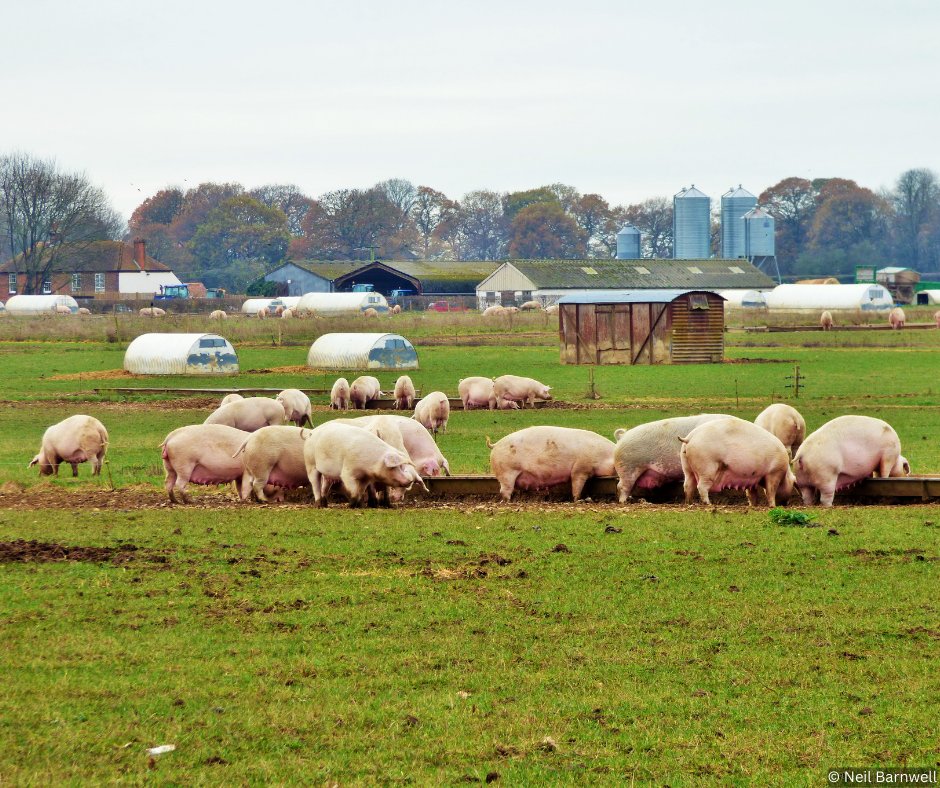 Did you know that the UK's pig and poultry industry produces around 10.4 million cubic metres of manure every year? 💩 In our latest blog, we explore what the findings of a new <a href="/WildlifeTrusts/">The Wildlife Trusts</a> report mean for brown trout and other river wildlife: wildtrout.org/wttblog/key-fi…