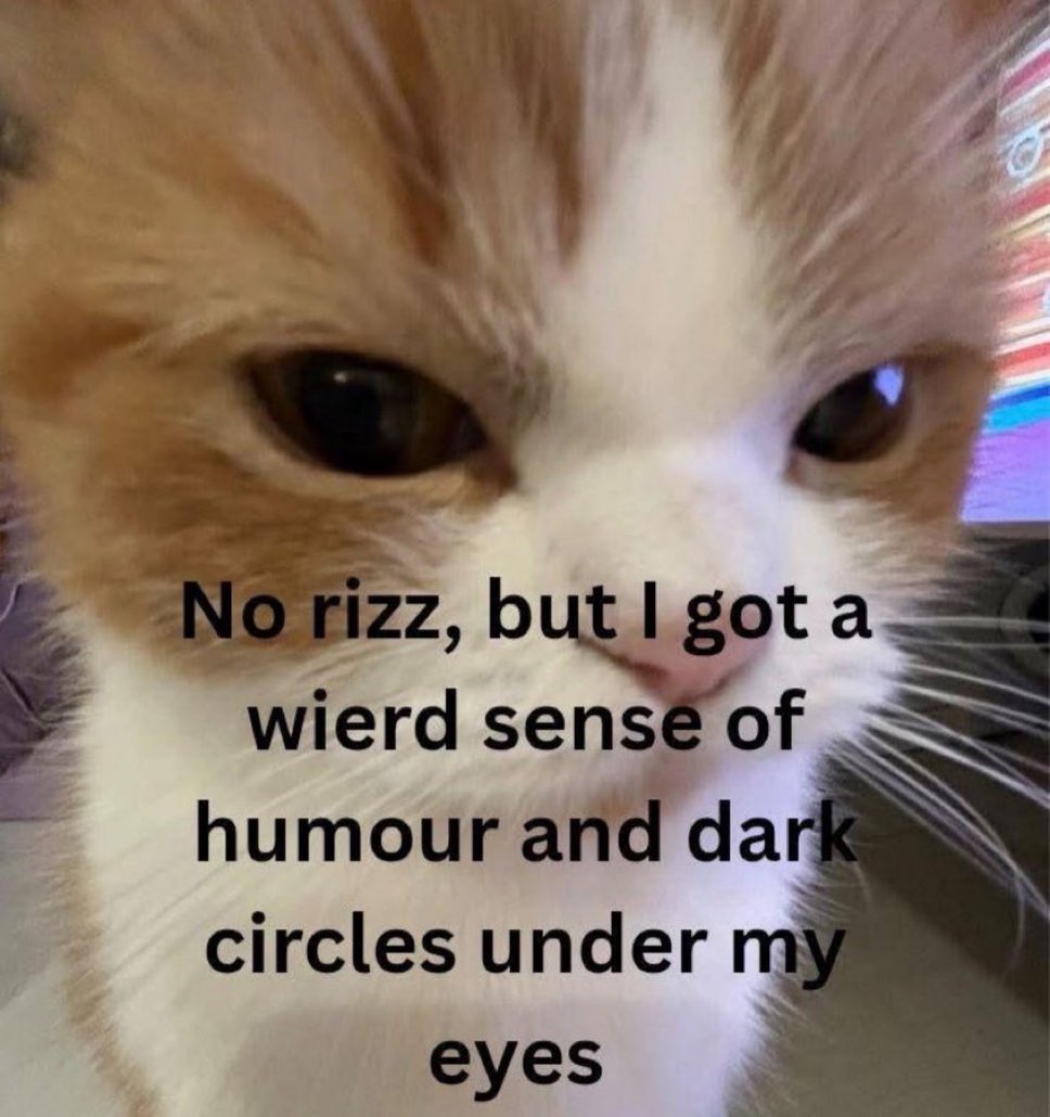 LiterallyMeCats (@literallymecats) on Twitter photo 