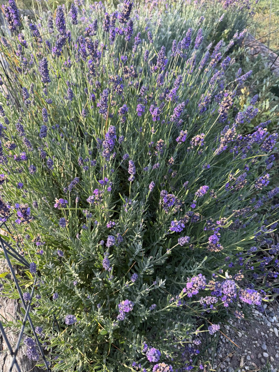 Nutmegbunny tweet media