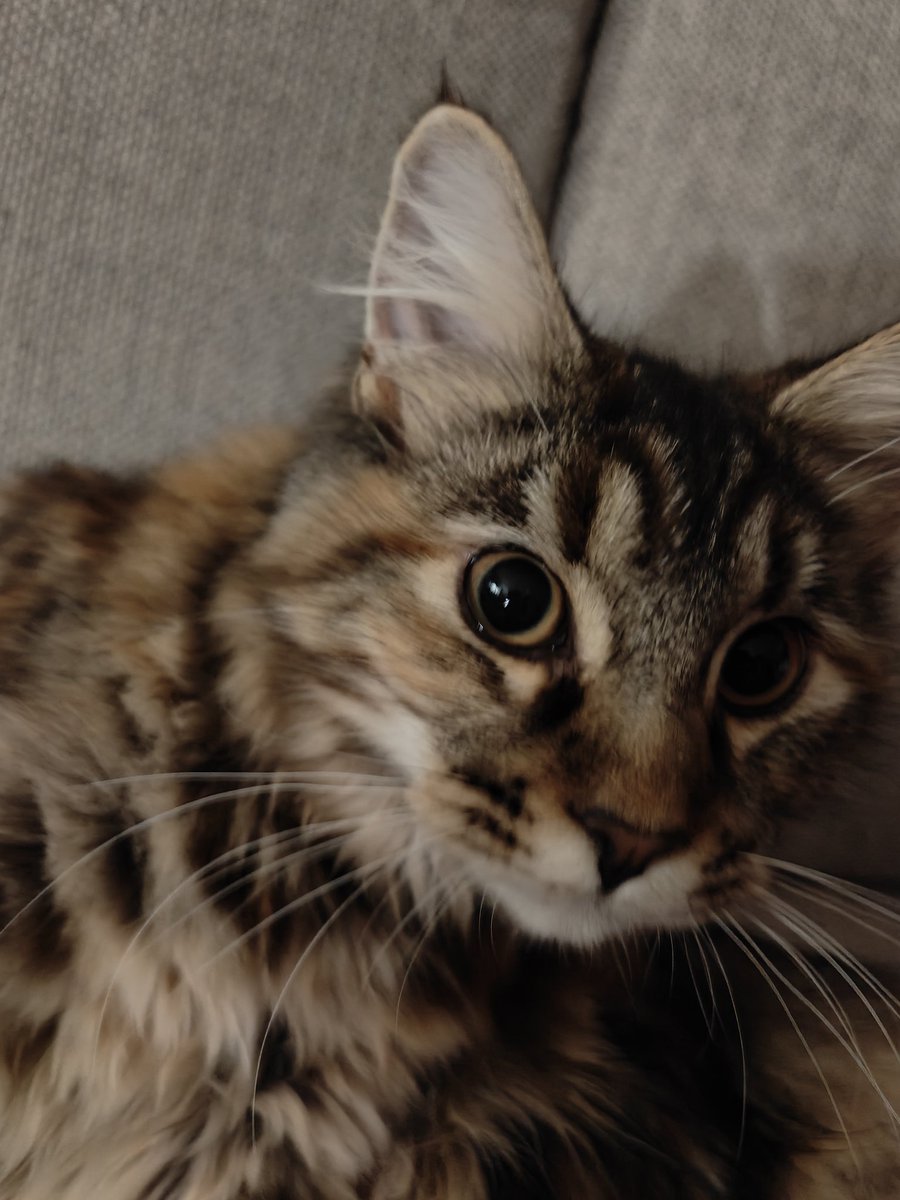 Lord_Centaur's tweet photo. Was working on Castle Builder π°βοΈ
β¦but this fluffy boss won the day πΎπ
π² https://t.co/QJGe80jZJR
#IndieDev #IndieGame #GameDev #SoloDev #CatsofX #CastleBuilder #MadeWithUnity #MobileGames #IndieGameDev #IndieGameDevCommunity #StrategyGame #DevLife #PixelArt https://t.co/YnjUW6izfY