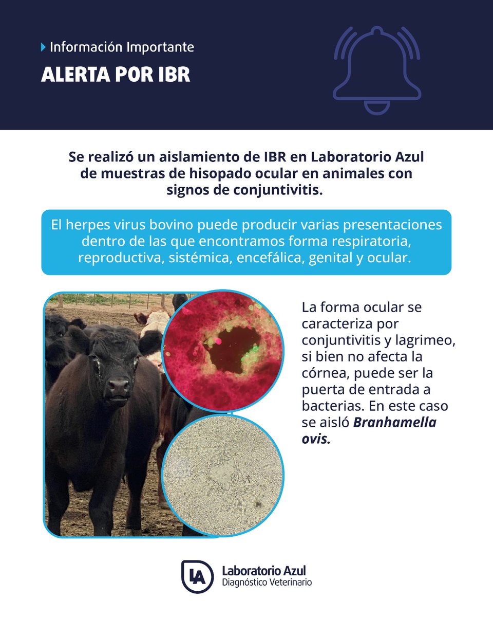 Atención. Alerta por #IBR Consulte con su Veterinario.